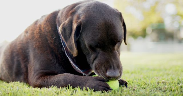 Chocolate Labrador Retriever enjoying outdoor activity, chewing on tennis ball in green grass. Ideal for use in pet care promotions, pet product advertisements, or blogs about dogs and outdoor play.