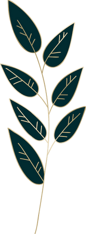 Transparent eucalyptus sprig with teal leaves on transparent background