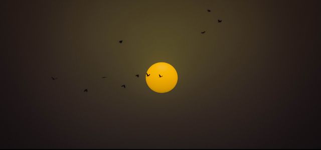 Golden Sunset with Flying Birds Silhouette - Download Free Stock Photos Pikwizard.com