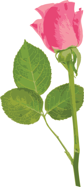 Digital Pink Rose Illustration with Leaves on Transparent Background - Download Free Stock Videos Pikwizard.com