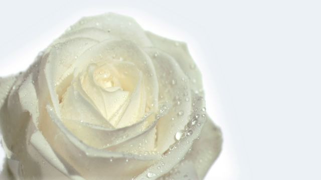 Close-up of a white rose with water droplets, showcasing the beauty and delicacy of the flower. Perfect for use in gardening, nature, or purity-related concepts. Ideal for advertisements, backgrounds, or decorative design elements.