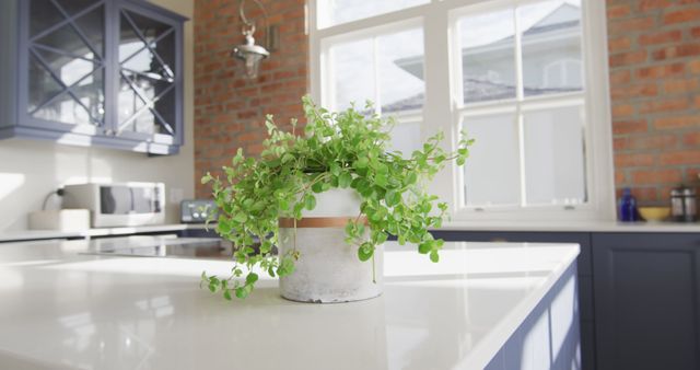 Interior of open plan kitchen and dining room with plant on countertop - Download Free Stock Photos Pikwizard.com