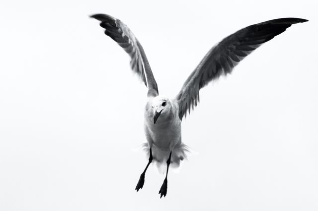 High-contrast black and white depiction of a seagull in mid-flight with spread wings. Ideal for nature-themed projects, bird watching presentations, wildlife photography portfolios, and educational materials.