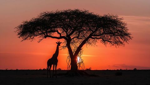 Giraffe and Acacia Tree Silhouette Against Breathtaking Sunset