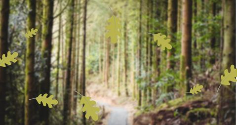 Autumn Leaves Falling in Misty Forest Pathway