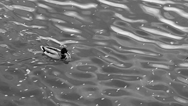 Duck swimming alone in rippled water is a beautiful expression of nature's tranquility. This black-and-white image highlights elements of serenity and calmness, ideal for use in environmental articles, wildlife blogs, or as a calming, nature-themed decor piece.