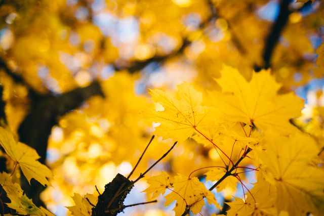 Golden autumn leaves in vibrant yellow color set against a clear blue sky with sunlight filtering through. Perfect for seasonal themes, nature backgrounds, and outdoor scenes. Ideal for marketing campaigns, website headers, and social media posts highlighting the beauty of fall season.