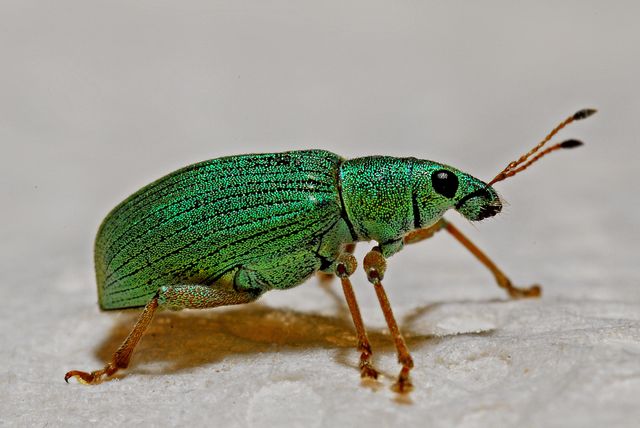 This image of a vibrant green beetle against a white background is perfect for nature-focused articles, educational materials on insects, and entomology projects. The detailed close-up showcases the beetle's unique texture and color, making it an excellent visual aid for biology studies or presentations on biodiversity.