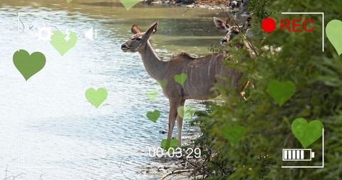 Antelopes Grazing by Riverside with Digital Graphics