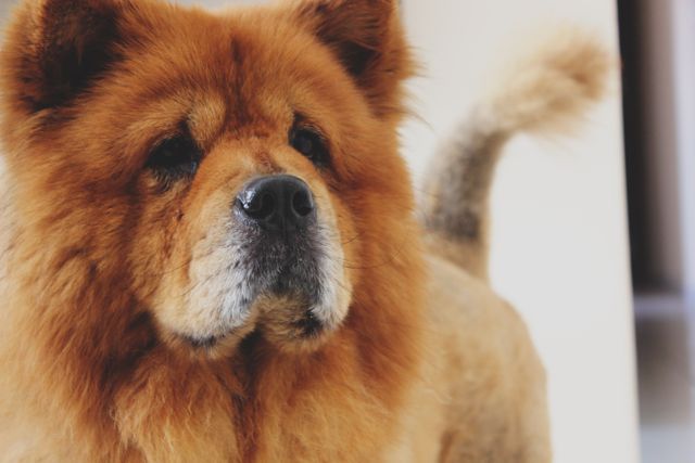 Close-up of a Fluffy Chow Chow Dog Looking Away - Download Free Stock Photos Pikwizard.com