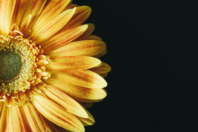 This image captures a vivid Gerbera Daisy with bright yellow petals set against a dark background, which helps highlight the flower's texture and details. Perfect for use in floral-themed designs, backgrounds, as well as in projects emphasizing nature, beauty, and vibrancy. Ideal for decoration, greeting cards, and marketing materials related to floral and botanical products.