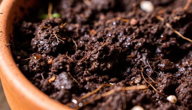 Macro showing moist potting soil with perlite, root hairs and droplets on terracotta rim
