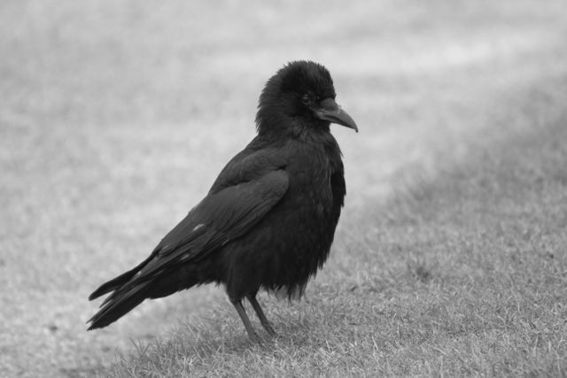 Black raven standing on grassy ground in monochrome. Ideal for articles on wildlife, blogs about birds, or educational materials on nature. Also suitable for art and design projects focused on avian themes or illustrating the stark beauty of nature in black and white.