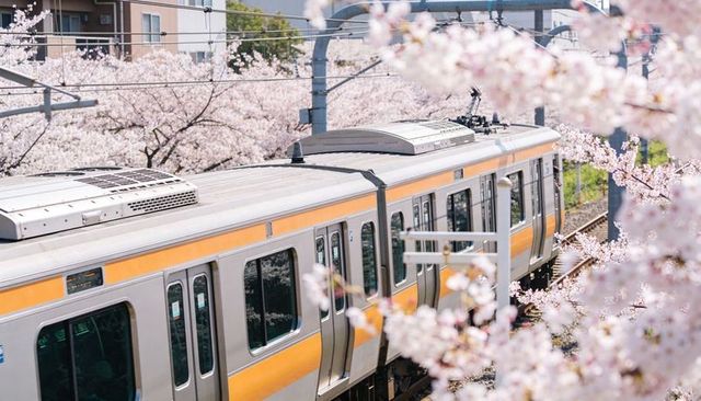 Silver commuter train running through cherry blossom tunnel spring urban rail transit