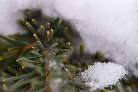 Macro of evergreen needles dusted with fresh snow and delicate ice crystals