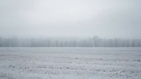 Frost-Covered Field Transitioning to Thick Fog over Distant Treeline - Winter Time-Lapse