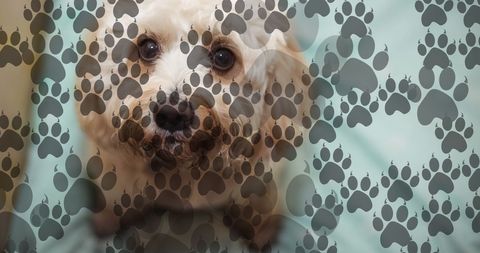 Playful Dog with Overlay of Paw Prints on National Dog Day - Download Free Stock Images Pikwizard.com