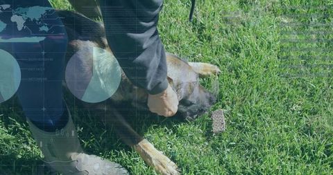 Handler training large dog outdoors on grassy field