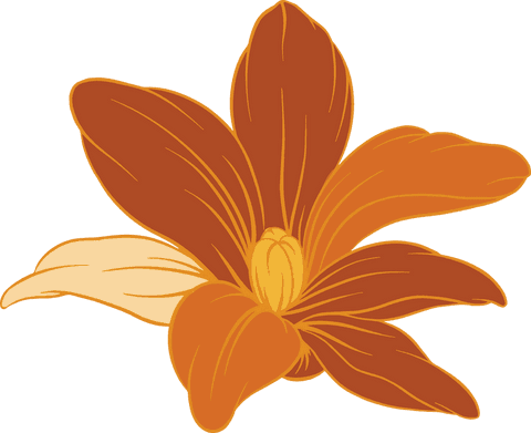 stylized orange brown flower illustration with transparent background - Download Free Stock Videos Pikwizard.com
