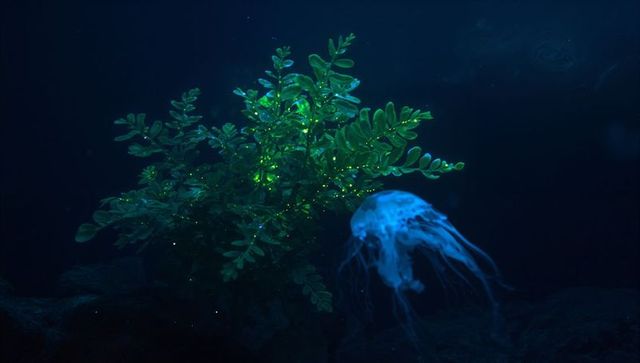 Bioluminescent Aquatic Plant and Jellyfish Underwater Scene