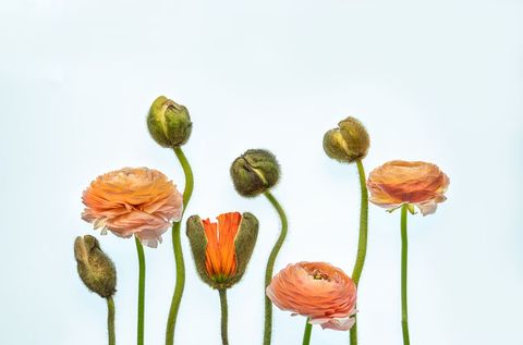 Blooming Ranunculus Flowers Against Clean White Background