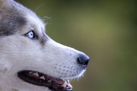 Siberian Husky Profile with Intense Blue Eyes in Nature