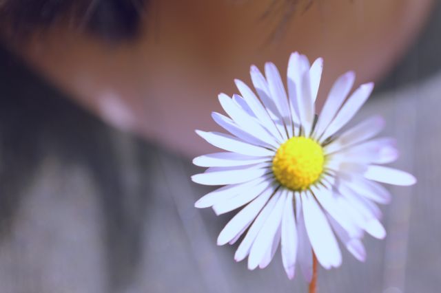 Close-up of a white daisy flower with yellow center. Ideal for use in nature-themed designs, floral backgrounds, natural beauty presentations, or any project seeking a touch of simplicity and elegance.
