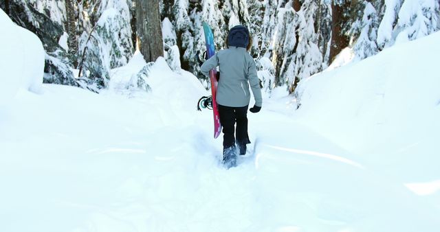 Person hiking through a snowy forest, carrying a snowboard, is suitable for themes on winter sports, adventure, and outdoor activities. Ideal for use in advertisements for winter gear, adventure travel blogs, and articles about snowboarding or winter hiking.