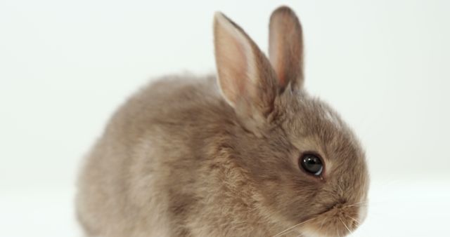 A close-up of a brown rabbit against a white background, with copy space. Its large eyes and soft fur make it an adorable subject for the photo.