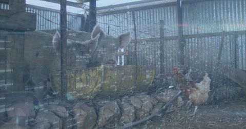 Pig and chicken in rustic farm barnyard