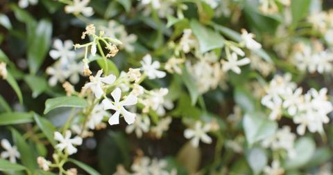 White star jasmine blooming on glossy green foliage with delicate five-petal blossoms
