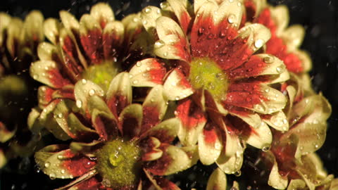 Chrysanthemums in Slow Motion Water Shower