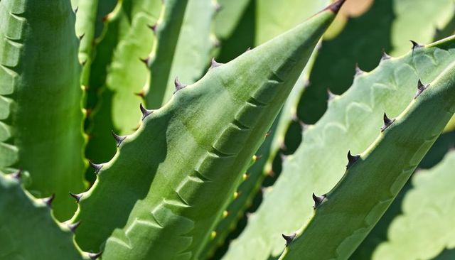 Displaying sunlit agave leaves with serrated margins and dark spines in arid garden