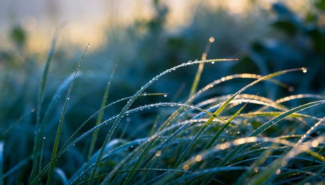 Dew-kissed morning grass glowing with golden sunlight and sparkling bokeh droplets