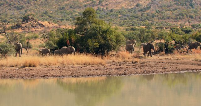 African elephants walking by lake against trees with copy space. Wild animal, wildlife, nature and african animals concept.