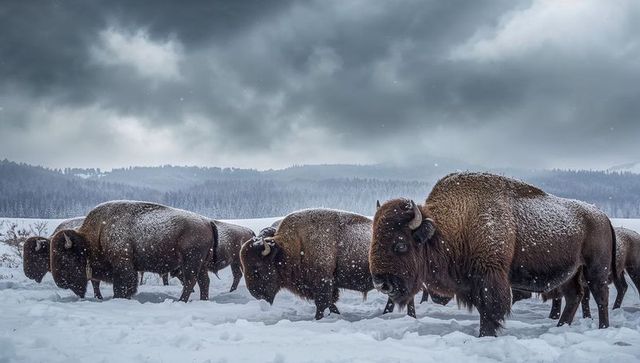 Herd of american bison braving snowstorm and foraging across snowy prairie landscape