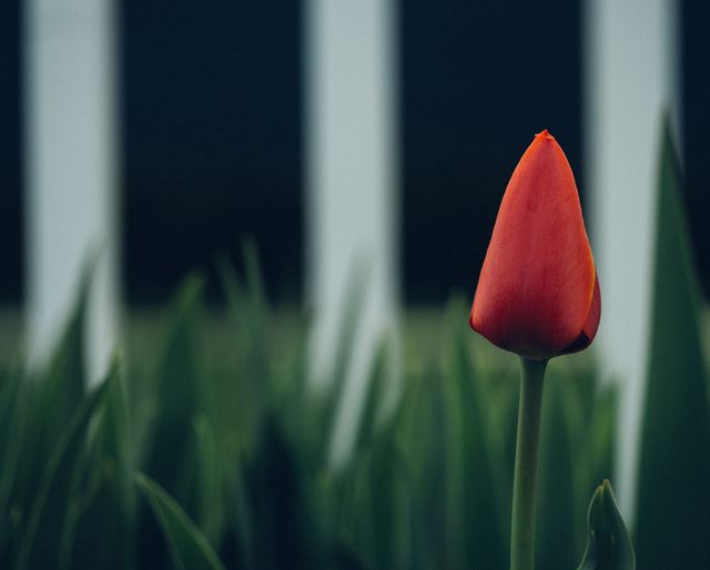 Single red tulip bud standing out amidst green background symbolizes freshness and new beginnings. This can be used in spring-themed designs, gardening blogs, greeting cards, and inspirational content focusing on growth and renewal.