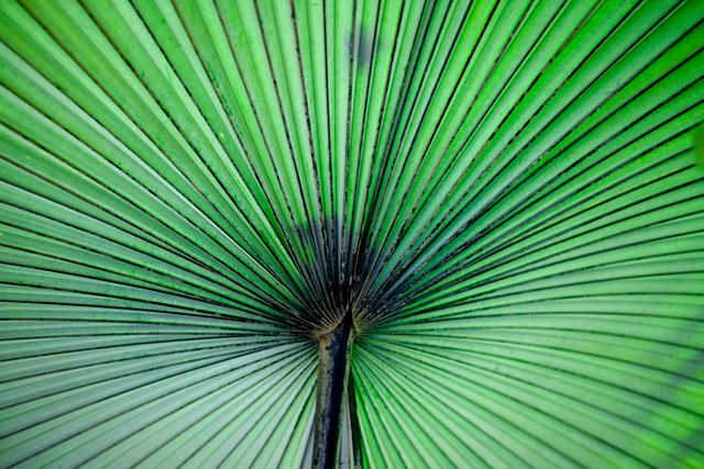 Close-up view of a green palm leaf highlighting the radiating vein structure. This vivid botanical pattern is ideal for use in backgrounds, nature-themed designs, or environmental projects. The symmetrical design and vibrant color make it an eye-catching option for advertising, digital art, and nature conservation campaigns.