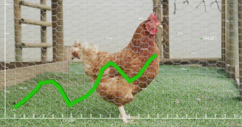 Brown hen stepping and lifting leg in coop with rising green graph overlay