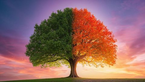 Dual-Season Tree Under Potent Sunset