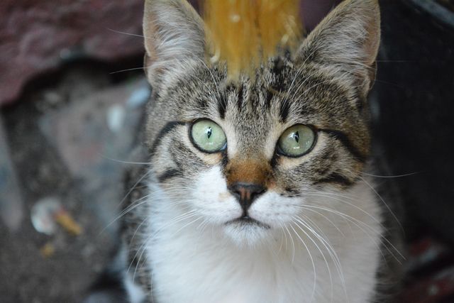 Closeup of Alert Tabby Cat with Green Eyes Looking Up - Download Free Stock Photos Pikwizard.com