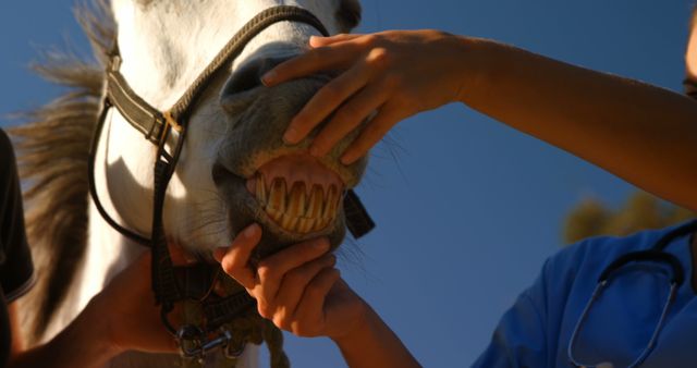 A veterinarian, middle-aged, is examining a horse's teeth to ensure proper dental health. Regular check-ups by professionals are essential for the well-being of horses, highlighting the importance of veterinary care in animal husbandry.