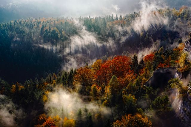This captivating image of a misty forest in early autumn features vibrant fall colors with dense woodland shrouded in morning mist. Ideal for use in nature blogs, seasonal articles, travel brochures, and environmental websites to emphasize the beauty and serenity of nature. Perfect for posters, screensavers, and inspirational content.