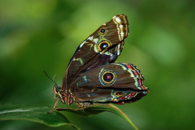 Close-Up of Colorful Butterfly Perched on Leaf - Download Free Stock Photos Pikwizard.com