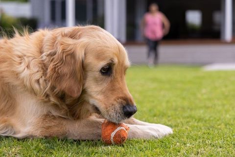 Golden retriever chewing orange tennis ball on lawn with woman walking by porch