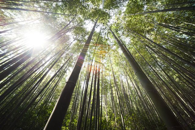 Sunlight Shining Through Dense Bamboo Forest Canopy - Download Free Stock Photos Pikwizard.com