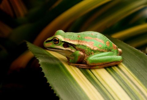 Green tree frog resting on striped leaf