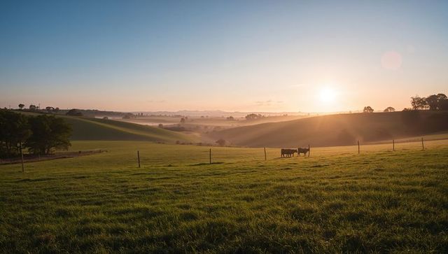 Cows Grazing in Scenic Sunrise Rural Pasture