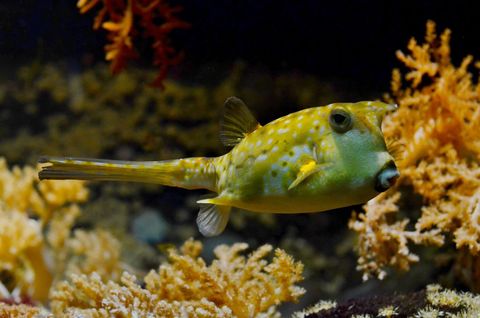 Yellow Boxfish Swimming in Vibrant Coral Reef