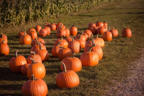 Pumpkins in Sunlit Patch on Autumn Farm